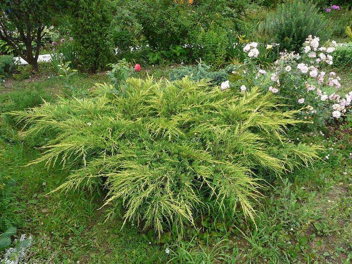 Можжевельник средний Мордиган Голд — это растение в виде небольшого раскидистого кустарника, крона которого растет горизонтально