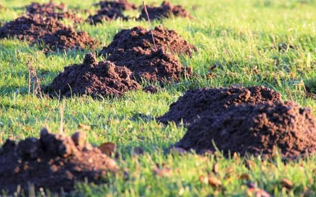 Отпугивание кротов ультразвуком: за и против