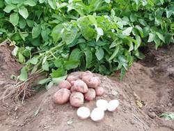 Картофель — одна из самых значимых овощных культур для выращивания