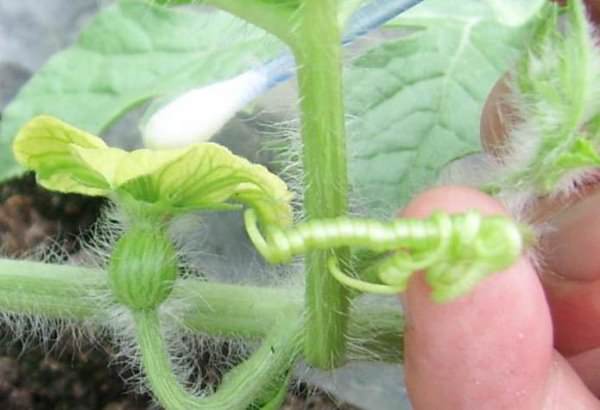 Технология выращивания арбузов и дынь в условиях теплицы