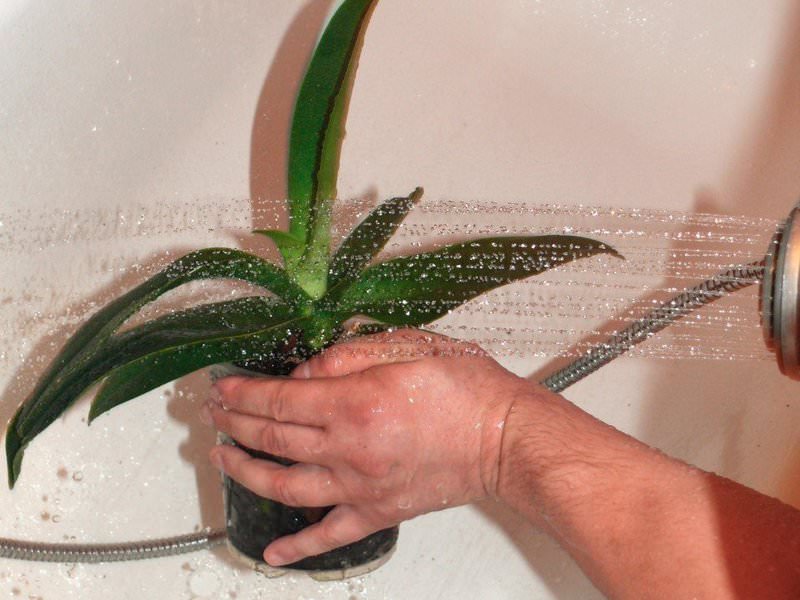 Обязательна пересадка орхидеи в сбалансированный субстрат с промыванием листьев жидкими подкормками