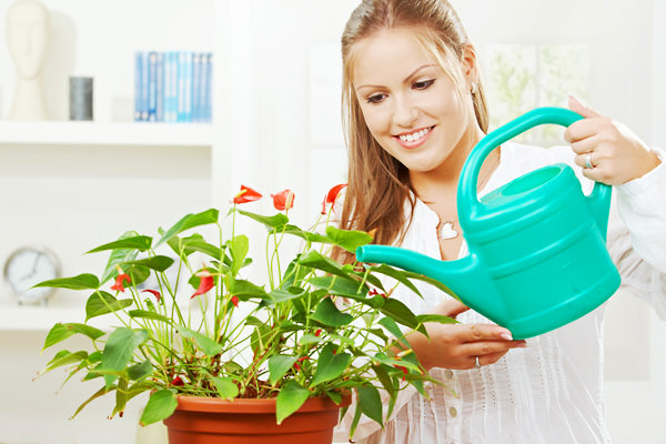 Поливы антуриума должны быть обильными, но не слишком частыми, а в жаркие дни поливать растение требуется примерно три раза в неделю тёплой и отстоянной водой