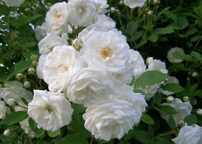 Белые розы: фото, лучшие сорта с белоснежными лепестками, описание, правила сочетания с растениями, варианты использования видов с белыми цветками в декоре сада