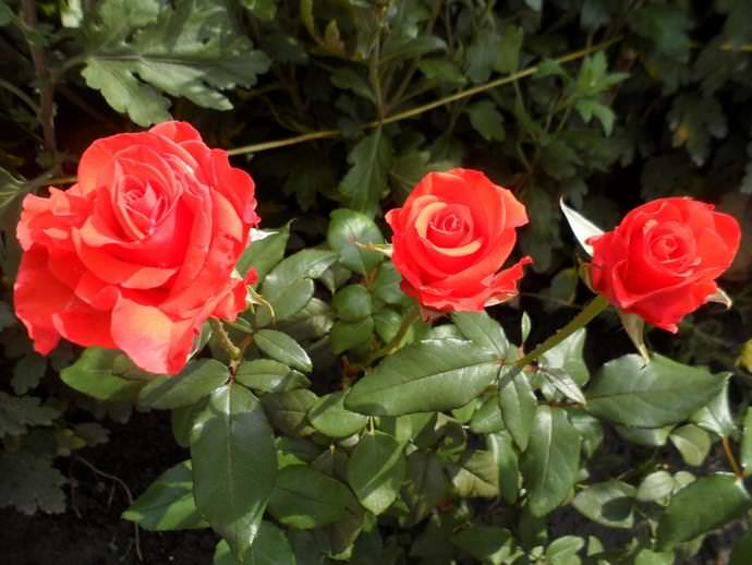 Роза Корвет относится к срезочному сорту, но прекрасно может цвести и на кусте