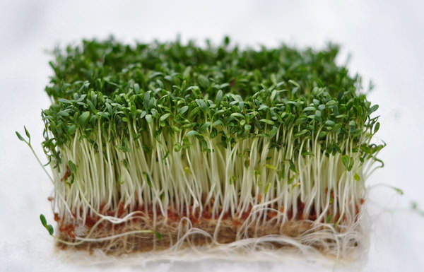 Как выращивать кресс-салат