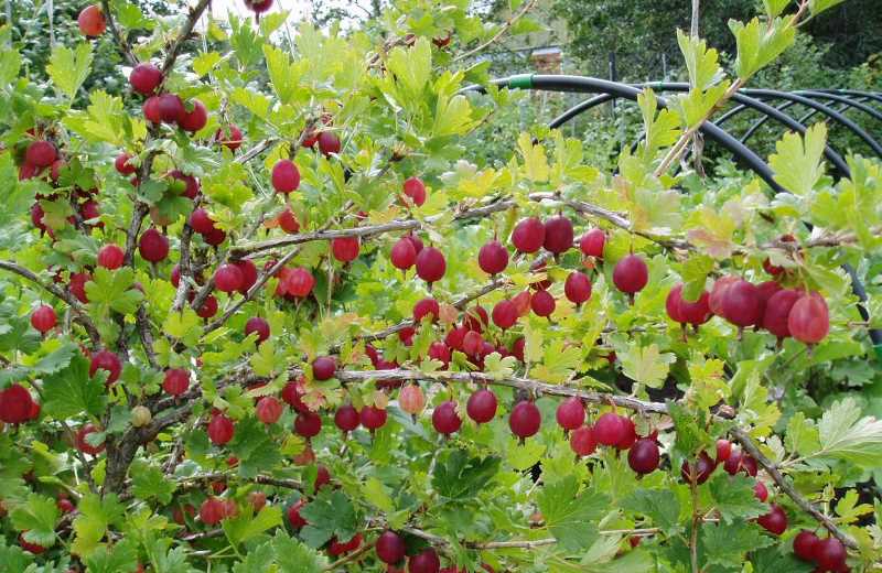 Крыжовник на даче: как получить урожай свежей и сочной ягоды