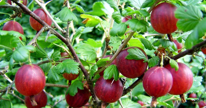 Крыжовник на даче: как получить урожай свежей и сочной ягоды