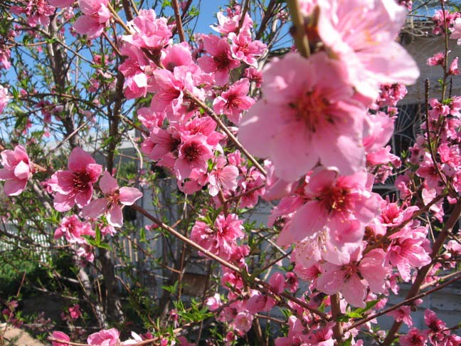 Третью обработку персиковых деревьев − по розовому бутону − проводят с целью повышения иммунного статуса плодовых насаждений и защиты от грибных поражений