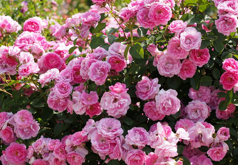 Кустовые розы: лучшие сорта и правила ухода