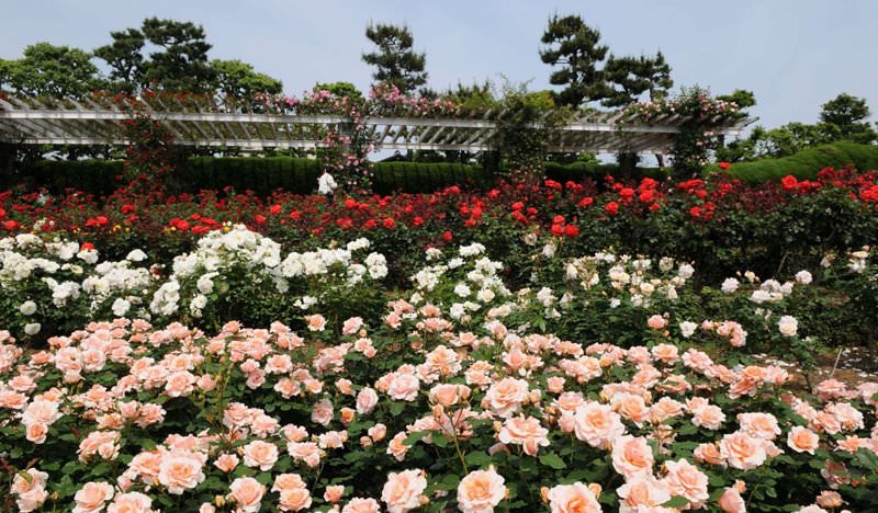 Кустовые розы (50 фото): белые, красные, розовые, двуцветные,мелкоцветковые сорта, опоры для кустов, правила ухода, заболевания,выращивание, размножение, обрезка, в декоре сада
