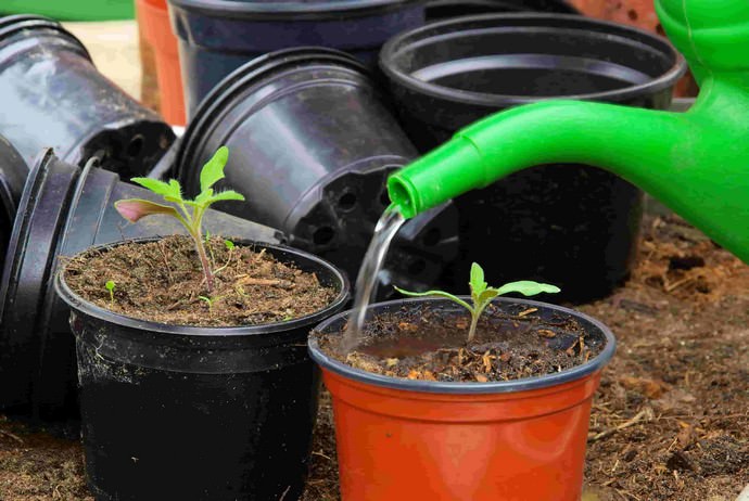 Дрожжевая подкормка прекрасно подходит для улучшения роста и развития томатной рассады