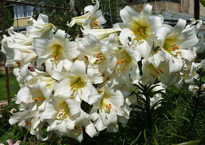 Цветение Lilium regale обильное и очень привлекательное, приходится на середину лета