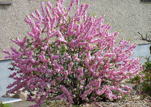 Ответ на Выращивание миндального дерева в Москве и центральных регионах России