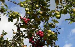 Ответ на Что посадить в низовье