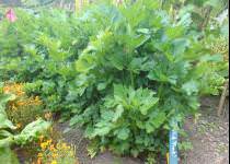 Ответ на Почему сельдерей не прижился