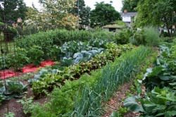 Ответ на Как сделать огород на месте пожара