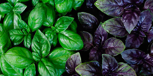 Ответ на Серая плесень на базилике