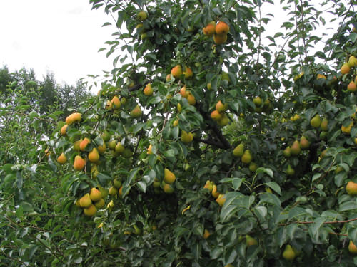 Ответ на Заболели груши