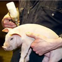 Ответ на Болезни свинюшек