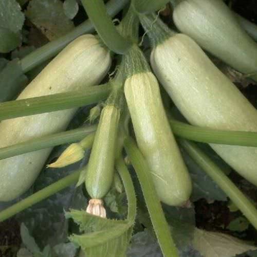 Почему кабачки горчат