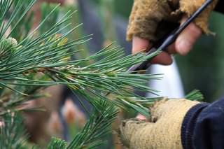 Ответ на Формирование хвойных ,когда и как