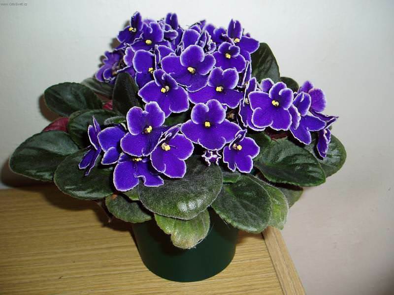 Ответ на Пятна на листьях фиалки: что за болезнь