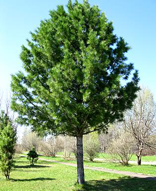 Как ухаживать за кедром