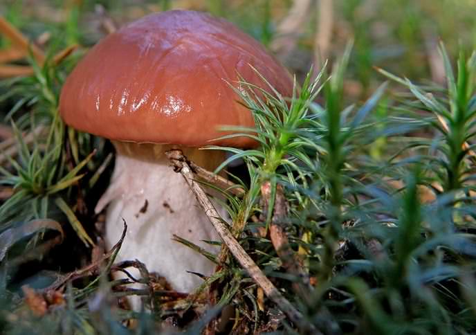 грибы маслята ложные двойники