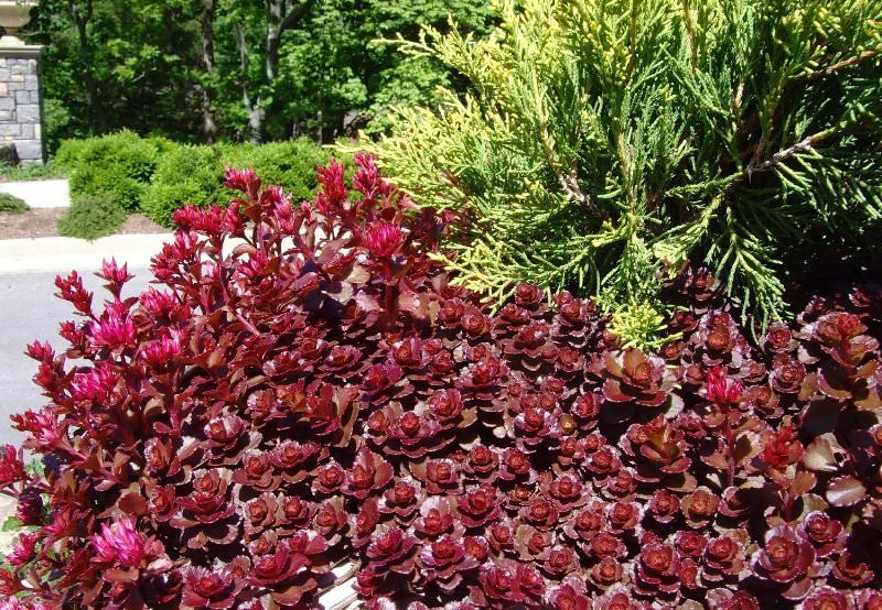 Очиток - растение множества видов для посадки на даче