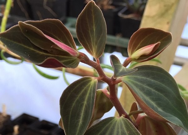 Пеперомия бархатистая 