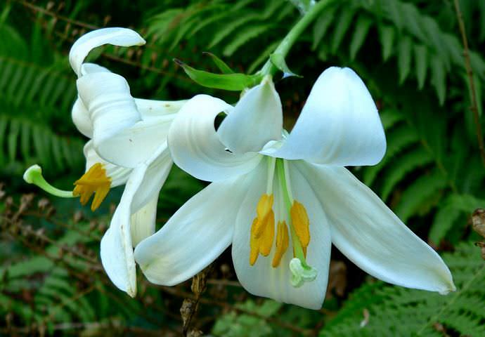 На территории России выращивается порядка шестнадцати видов лилии, среди которых белая обыкновенная