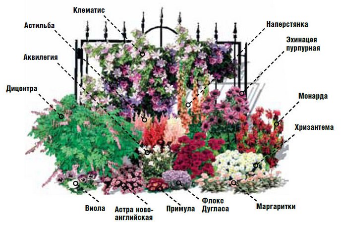 Миксбордер между дорожкой и садовыми кустарниками можно организовать согласно схеме