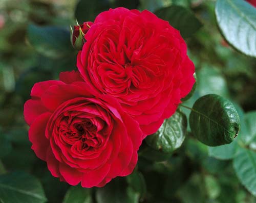 К категории безпроблемных и обильно цветущих роз относится Леонардо да Винчи