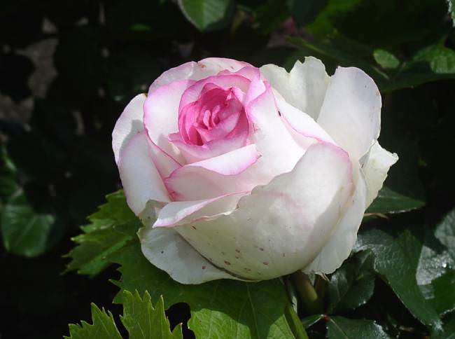 Особенностью сорта Дольче Вита является наличие белоснежного махрового лепесткового полотна у основания цветков