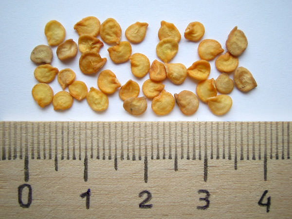 Самое первое, что нужно сделать при подготовке семенного материала к посеву – это произвести его калибровку