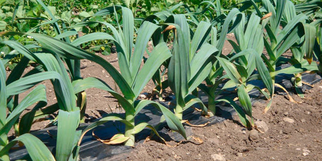 Как выращивать Рокамболь