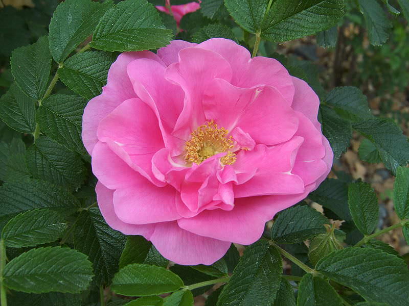 Роза ругоза относится к категории совершенно нетребовательных к почвенному составу и питательности культурам