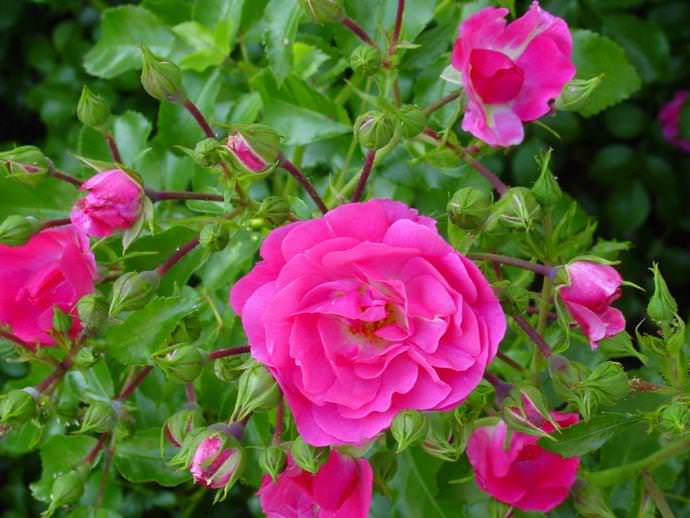 Правильная агротехника выращивания розовых кустов является гарантией длительного и красивого цветения декоративного растения