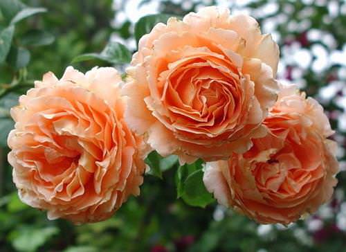 Плетистая роза Полька успешно выращивается практически на всей территории России