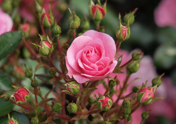 Роза является культурной формой растений из рода шиповника и семейства розовых
