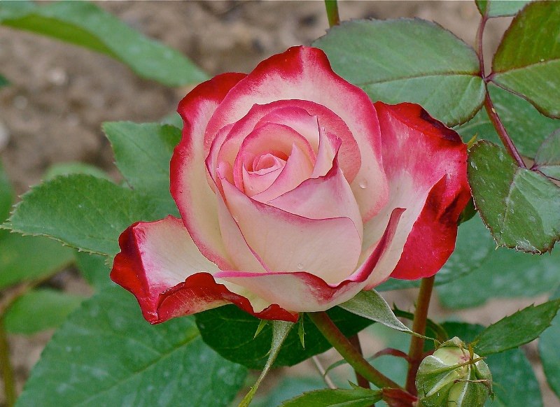 Розарий своими руками: выращивание садовых роз