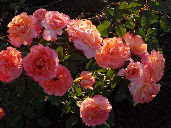 Под посадку и выращивание розы Августа Луиза следует подобрать хорошо освещенный и прогреваемый солнцем участок с плодородным грунтом