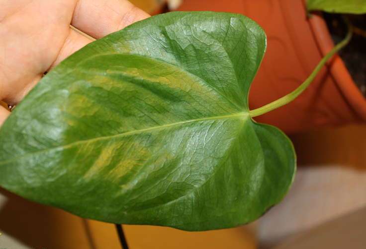 Разводить посредством листового размножения можно только антуриумы Шерцера, антуриум Андре, антуриум кожистый и толстожилковый
