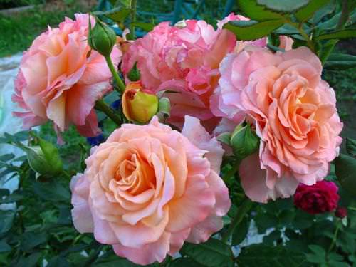 Роза Августа Луиза относится к числу лучших и популярных сортов