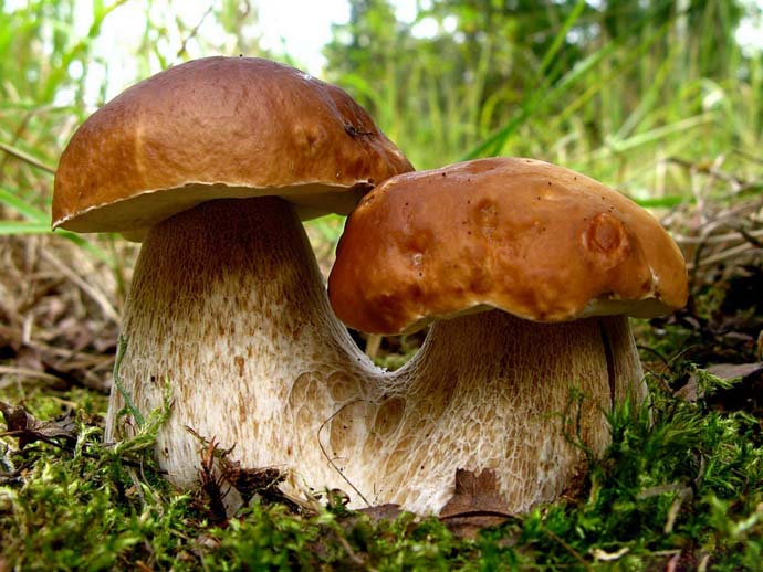 Белые грибы относятся к первой категории по пищевой ценности и хороши в любом виде