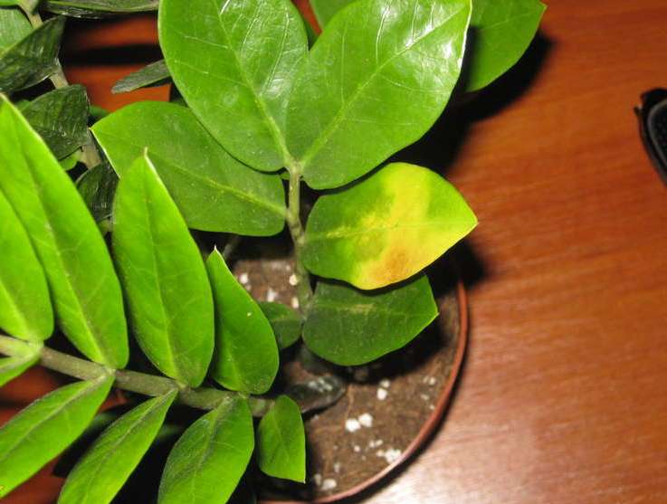 Желтые листья на замиокулькасе могут свидетельствовать как о поражении декоративной культуры патогенными микроорганизмами, так и о нарушении технологии выращивания растения