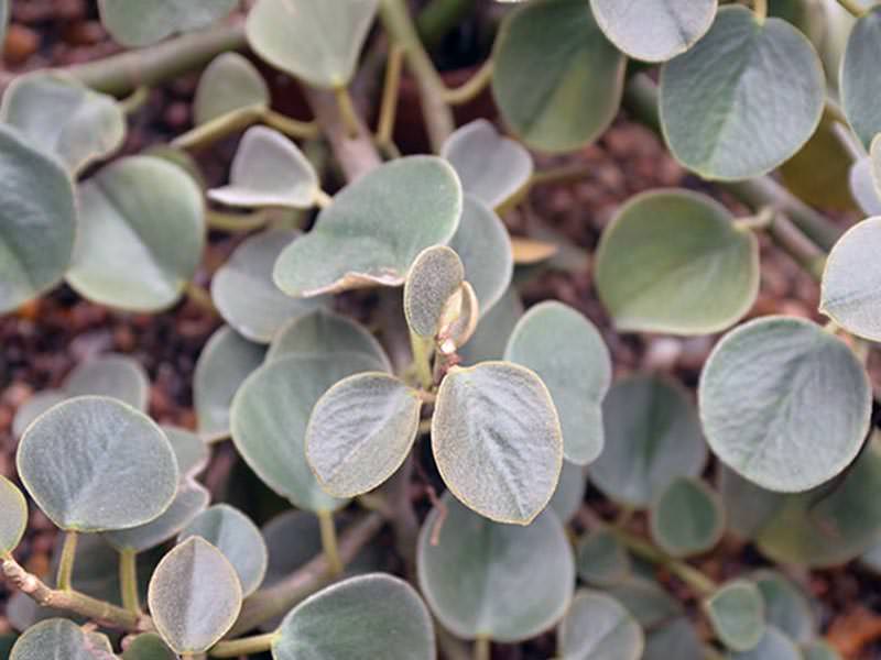 Пеперомия седая