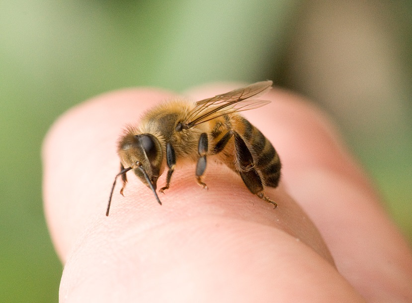 Основная опасность пчел заключается в укусах, посредством которых в организм человека поступают токсичные вещества