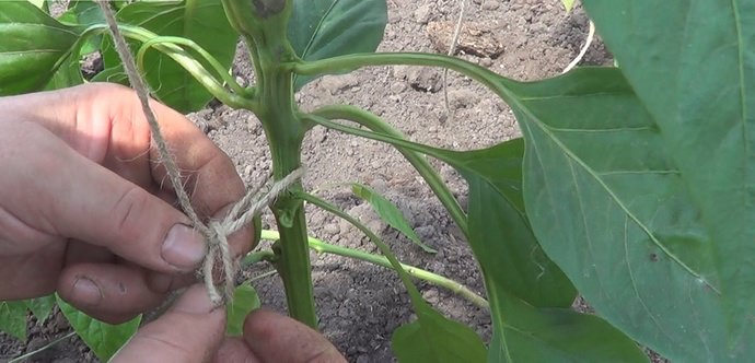 Высокорослые сорта перца нуждаются в обязательной подвязке