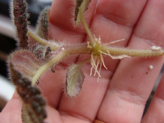 Эписцию размножают черенкованием – путем укоренения стеблевых или листовых черенков